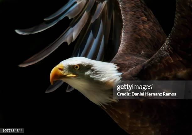 bald eagle perched with outstretched wings with black background - pluma de ave stock pictures, royalty-free photos & images