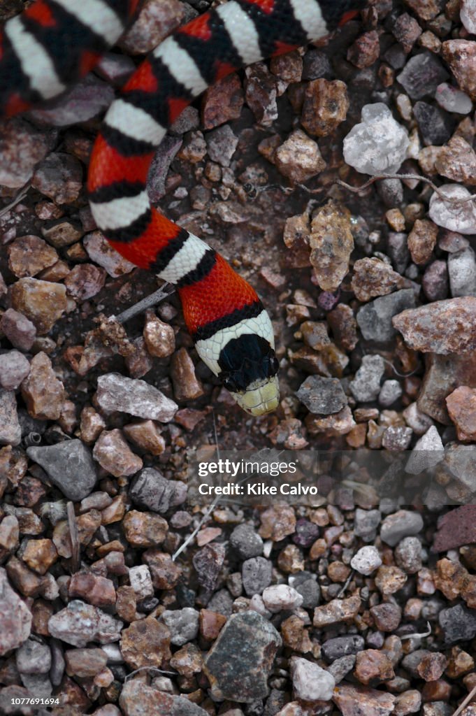 Milk snake.
