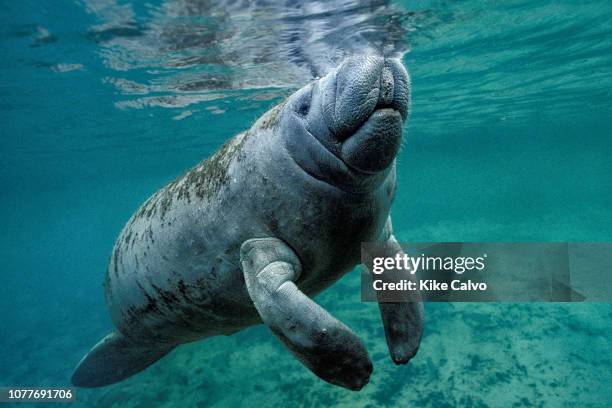 West Indian Manatee, Trichechus manatus.