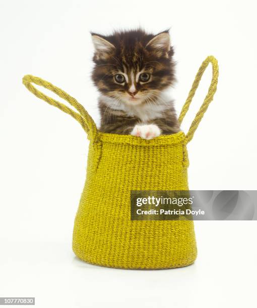 kitten as fashion accesory - bag of sweets stock pictures, royalty-free photos & images