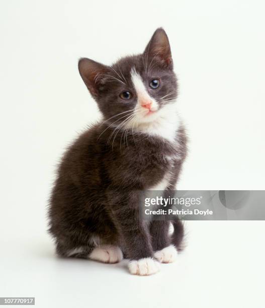 very sweet grey and white kitten - kitten stock pictures, royalty-free photos & images