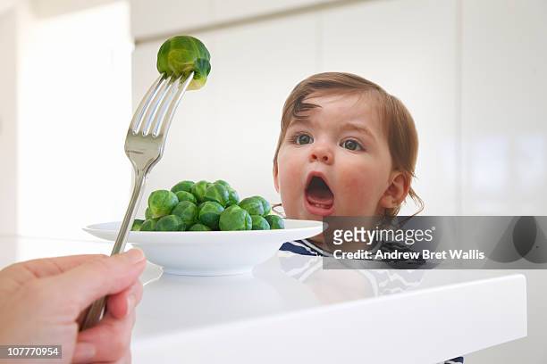 baby girl anticipating bite of brussel sprouts - brussel sprout stock pictures, royalty-free photos & images