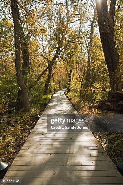 autumn path - arlington virginia ストックフォトと画像