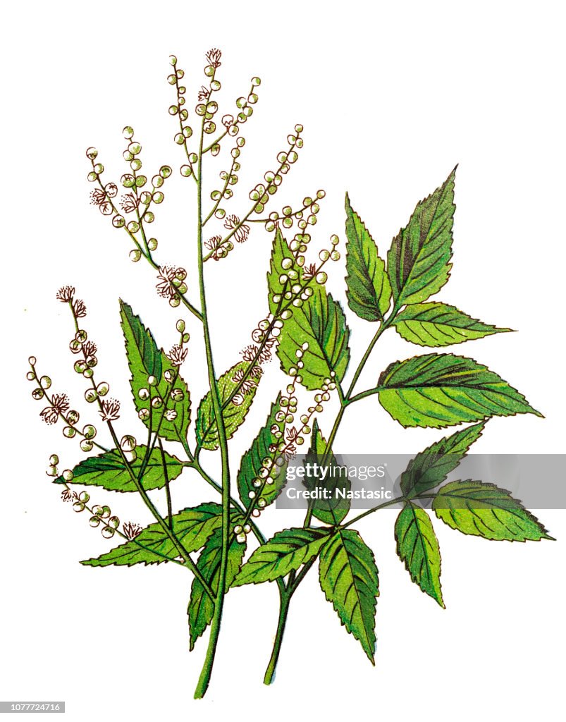 Goat's beard, Spiraea aruncus