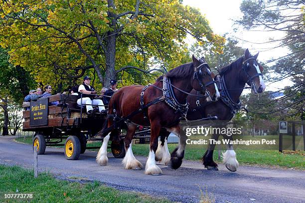 Hay That Rode Hay Shire Photos and Premium High Res Pictures - Getty Images