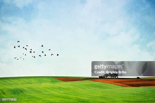 landscape - birds flying - fotografias e filmes do acervo
