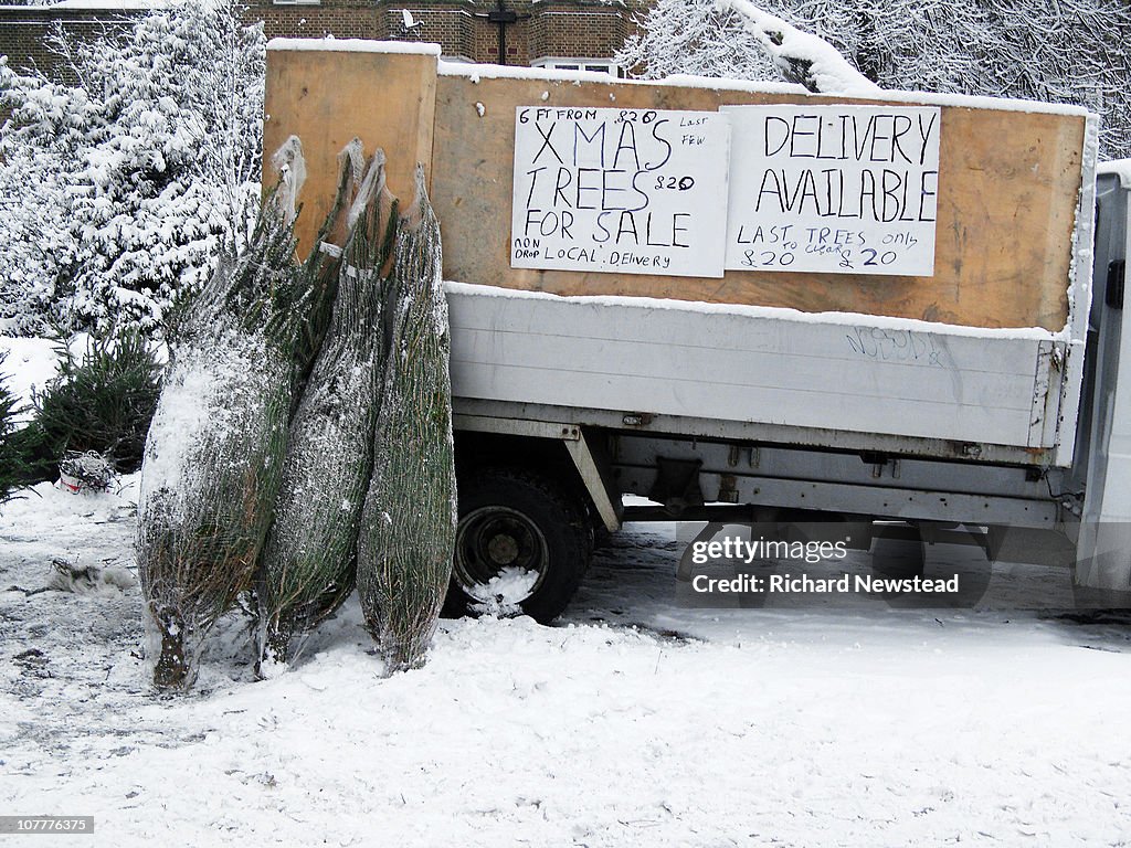 Christmas Trees For Sale