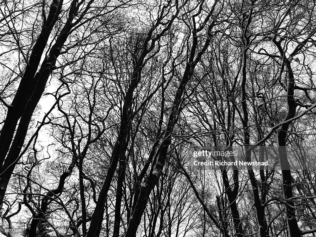 Trees In The Woods