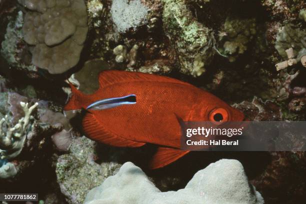 crescent-tailed bigeye being cleaned by cleaner wrasse - crescent tailed bigeye stock pictures, royalty-free photos & images