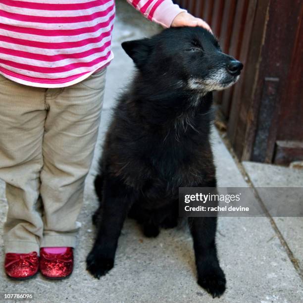 schipperke and child - schipperke stock pictures, royalty-free photos & images