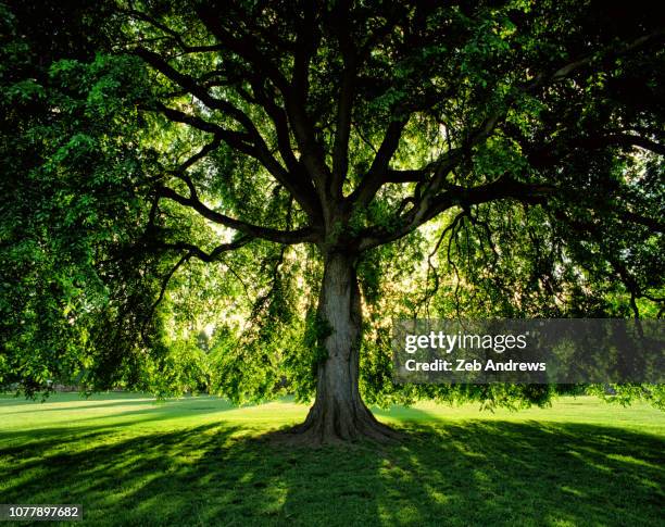 vivid green tree at sunrise in public park in portland, oregon - penombra foto e immagini stock