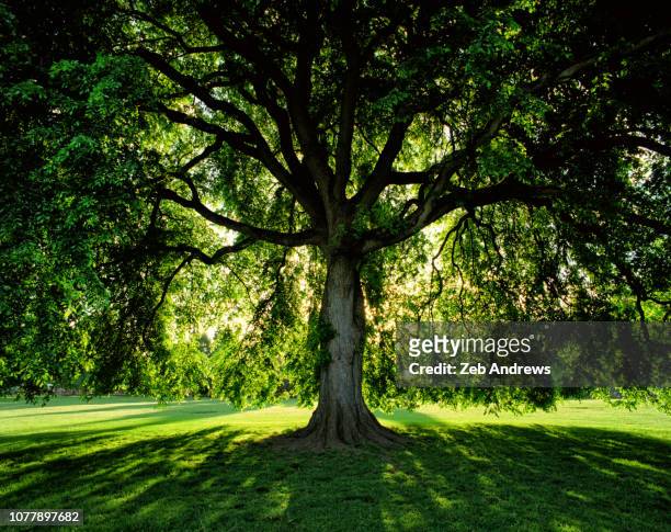 vivid green tree at sunrise in public park in portland, oregon - tree trunk stockfoto's en -beelden