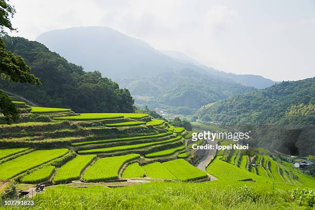 mountain rice terraces in the coutryside of japan - rice terrace - fotografias e filmes do acervo