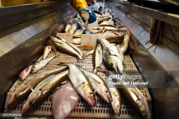 Crew members of the Radiant Star fishing in the North Sea on December 5, 2018 in Shetland, Scotland. The UK fishing industry has been a vocal...