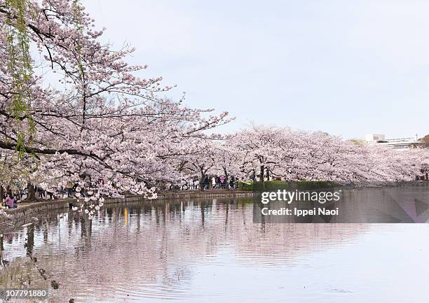 japanese cherry blossom blooming in tokyo - ueno tokio stockfoto's en -beelden