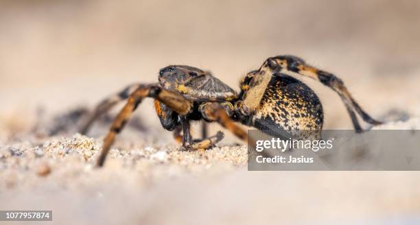 geolycosa vultuosa – burrowing wolf spider - spider burrow stock pictures, royalty-free photos & images
