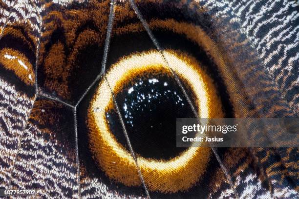 caligo memnon – giant owl butterfly - ocello foto e immagini stock