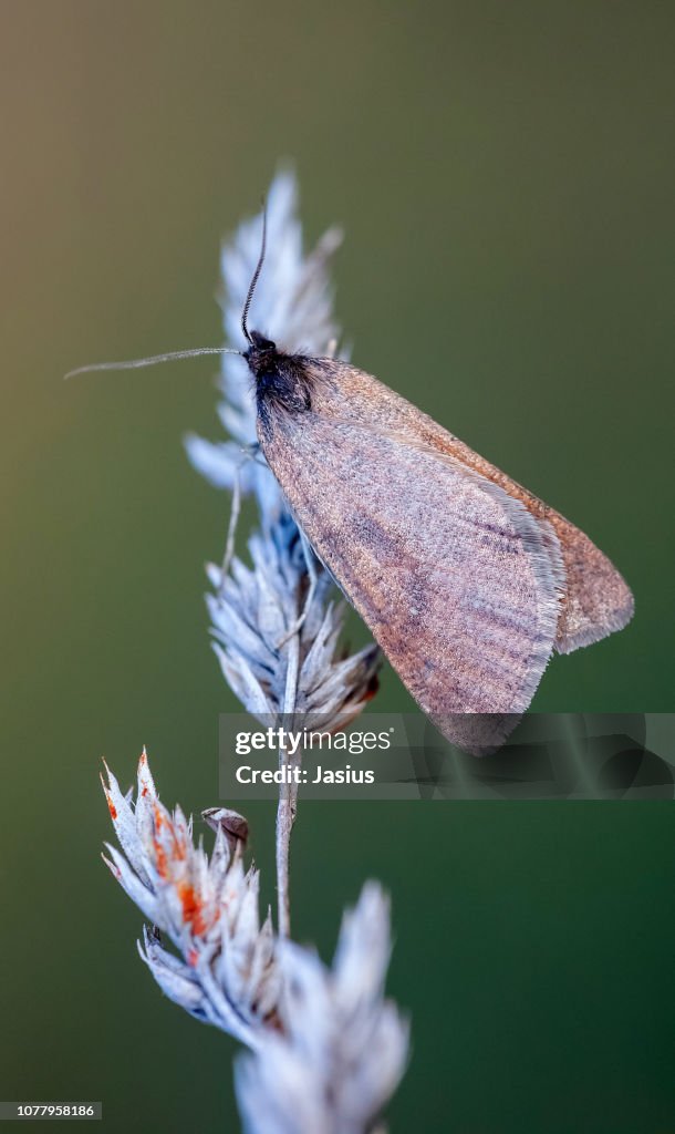 Lignyoptera fumidaria – Somber moth