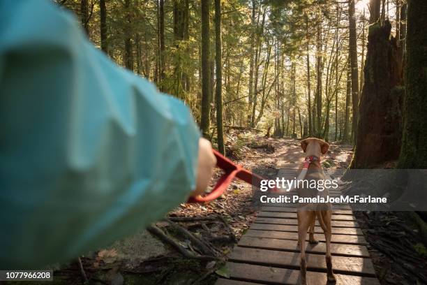 pov, marche en laisse vizsla chien sur la promenade de la forêt - vizsla photos et images de collection