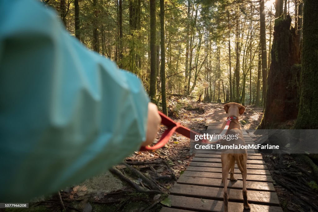 POV, Walking Leashed Vizsla Dog on Boardwalk Forest Trail