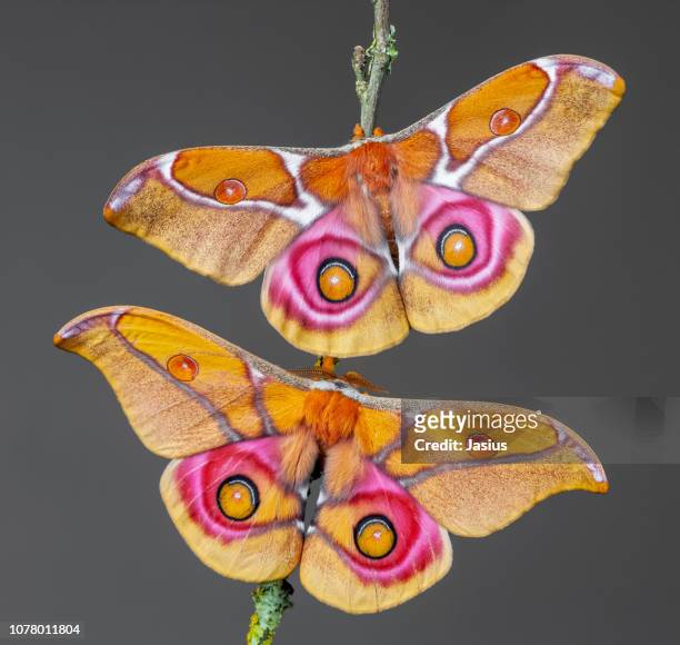 antherina suraka – madagascar bullseye moth - fuchsia stock pictures, royalty-free photos & images