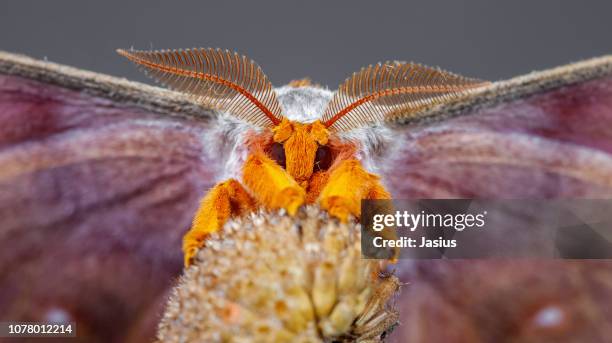 antherina suraka – madagascar bullseye moth - silk moth stock pictures, royalty-free photos & images