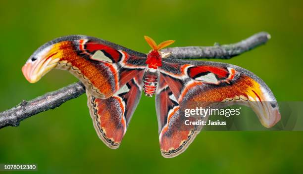 attacus atlas – giant atlas moth - mariposa nocturna atlas fotografías e imágenes de stock