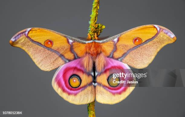 antherina suraka – madagascar bullseye moth - papillon de nuit photos et images de collection