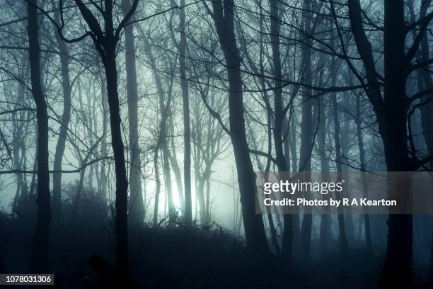 foggy winter morning in british woodland - spooky stock-fotos und bilder