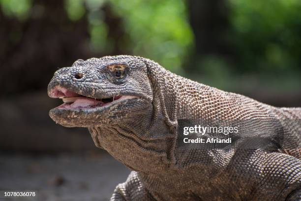komodo dragon in komodo national park, indonesia - komodo dragon stock pictures, royalty-free photos & images
