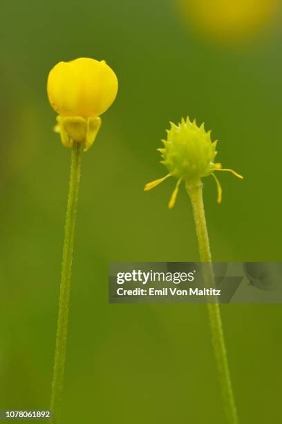 close up image of a pair of yellow flowers, the blurred background making them the focal point. ukhahlamba national park, drakensberg, kwazulu natal province, south africa - cathedral imagens e fotografias de stock