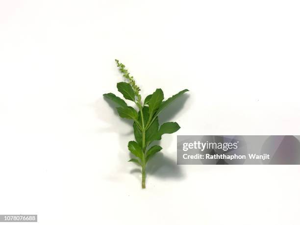 green and fresh holy basil. - tulsi stockfoto's en -beelden