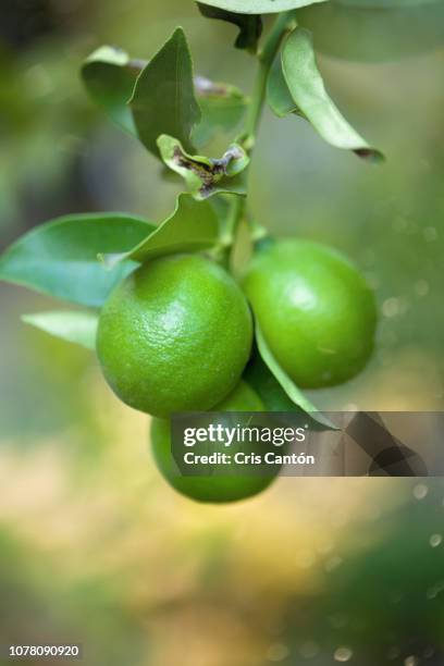limes on tree - lime tree stockfoto's en -beelden