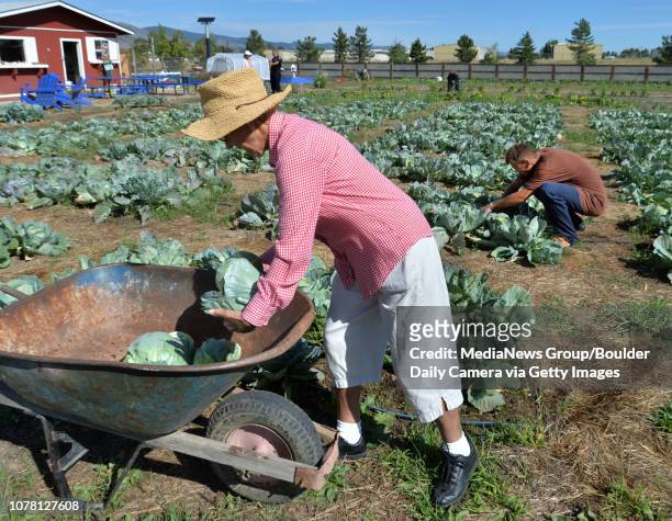 Master gardener Sonja Salki, left, puts freshly picked cabbages into a wheel barrow while inmate Aaron Cooper-Sibman continues the harvest in the...