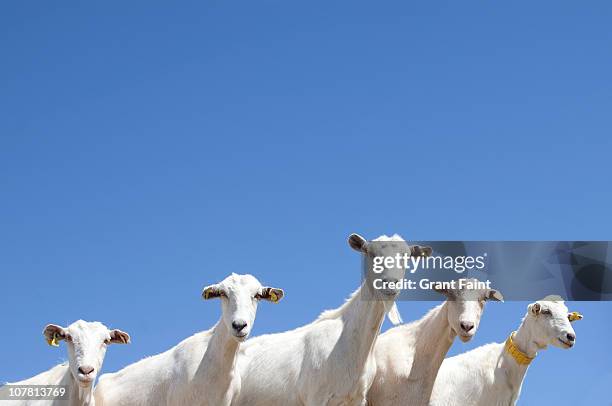 goats staring. - geit stockfoto's en -beelden