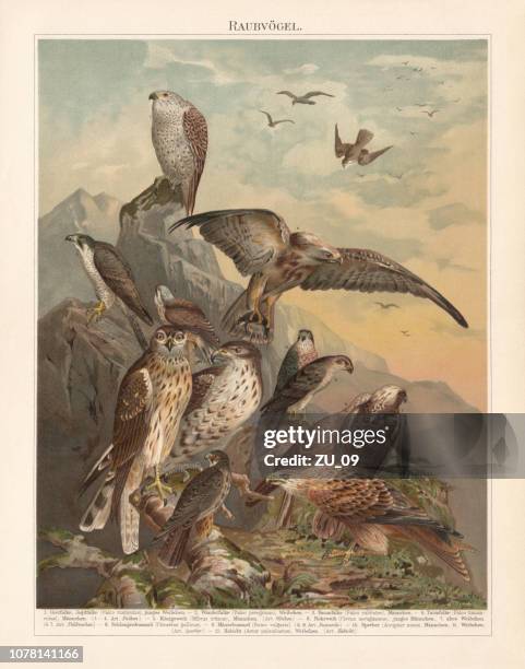 afrikanische, asiatische und europäische greifvögel, lithographie, veröffentlicht 1897 - peregrine falcon stock-grafiken, -clipart, -cartoons und -symbole