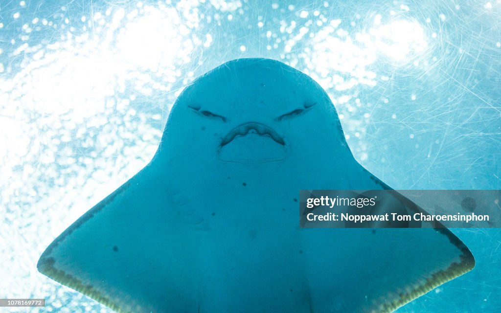 Angsty Fish Angry Fish Thailand High-Res Stock Photo - Getty Images