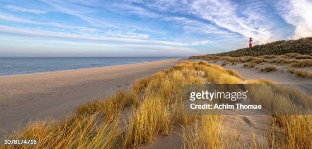 coastal landscape, sylt island, germany, europe - vass gräsfamiljen bildbanksfoton och bilder