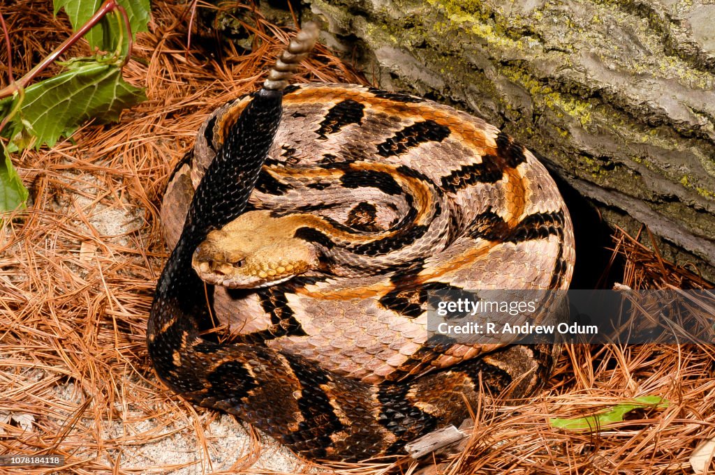 Canebrake Rattlesnake High-Res Stock Photo - Getty Images