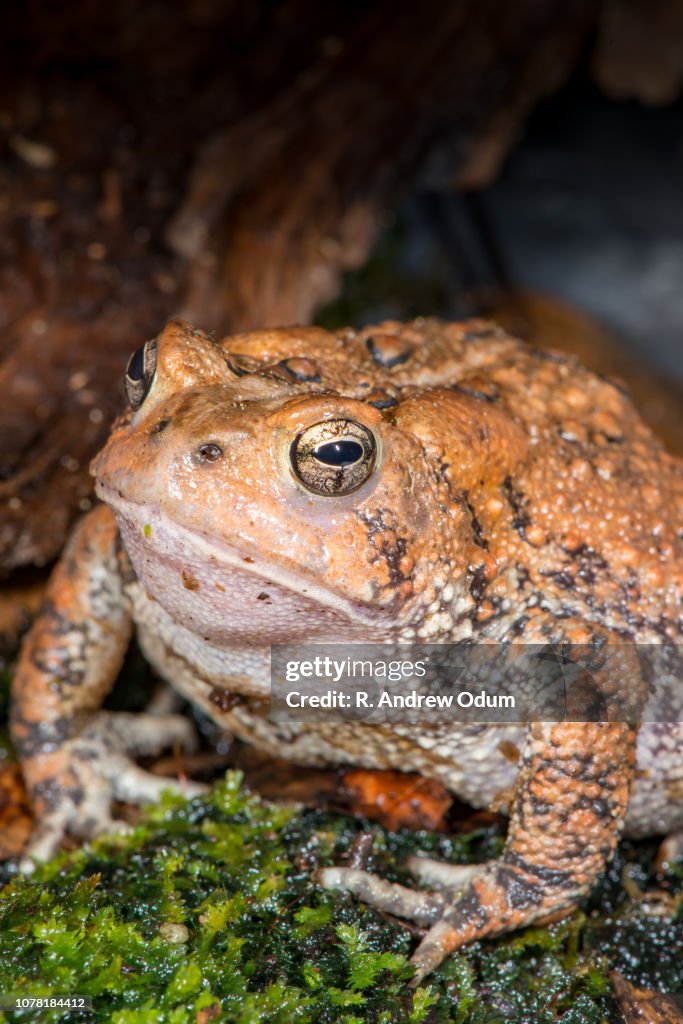 Fowler's toad