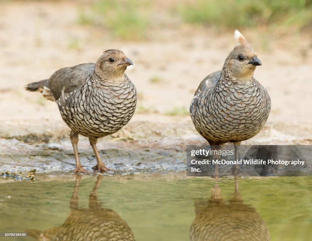 Scaled Quail