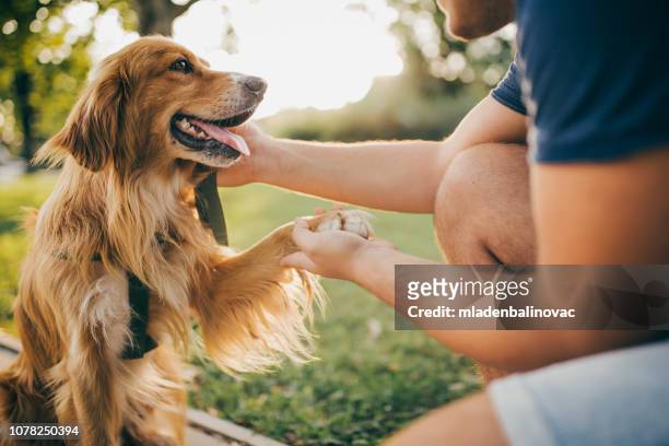 guy and his dog, golden retriever,city park. - labrador retriever stock pictures, royalty-free photos & images