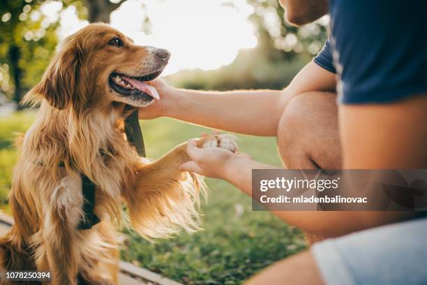 guy and his dog, golden retriever,city park. - retriever stock pictures, royalty-free photos & images