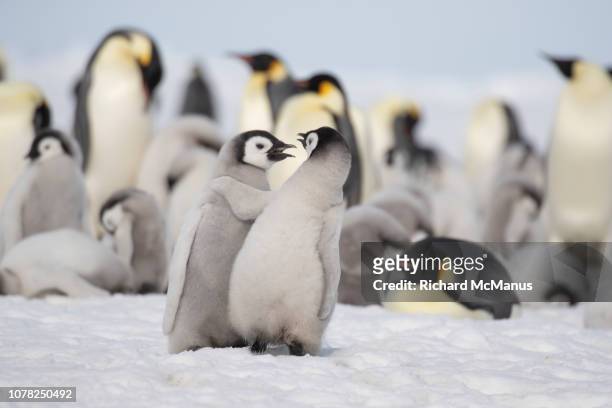 emperor penguins at snow hill. - antarctica emperor penguin foto e immagini stock