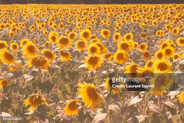 a sunflower field in southeastern france - laurent sauvel photos et images de collection