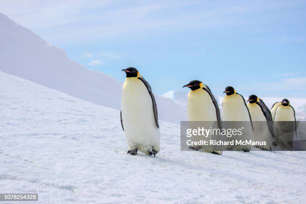 emperor penguins at snow hill. - parade militaire photos et images de collection