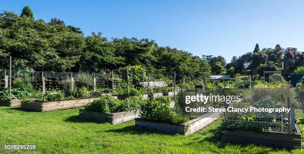 community gardens - community garden stock pictures, royalty-free photos & images