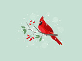 Red Cardinal bird sitting on mountain ash branch.
