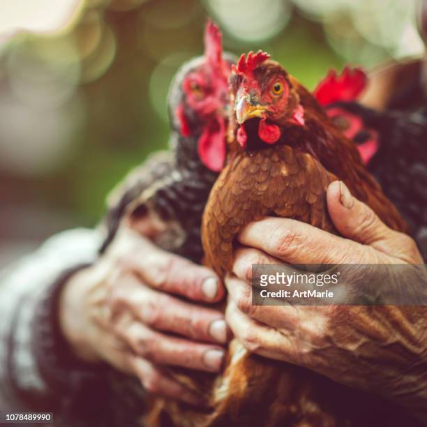senior woman with her chicken - hands embracing stock pictures, royalty-free photos & images