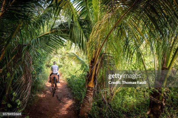 horse riding in the lush forests of vinales in cuba - vinales cuba stock pictures, royalty-free photos & images
